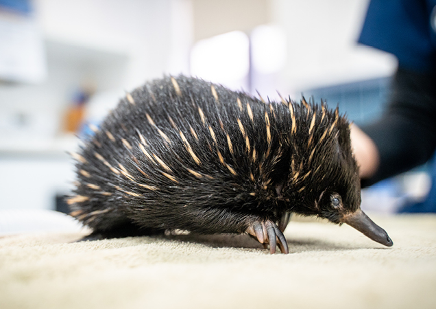 Baby echidna at RSPCA Wildlife Hospital.